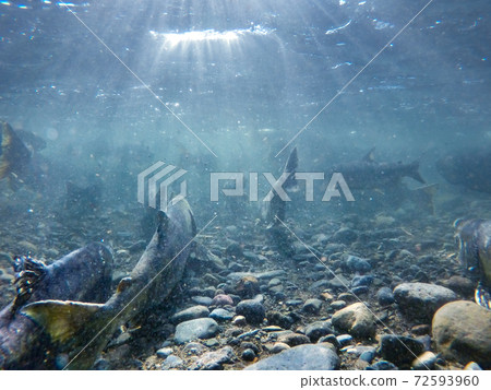 Underwater photography Salmon climbing the river / Mashike-cho, Hokkaido Underwater photography Salmon climbing the river / Mashike-cho, Hokkaido 72593960