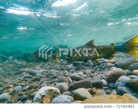 Underwater photography Salmon climbing the river / Mashike-cho, Hokkaido Underwater photography Salmon climbing the river / Mashike-cho, Hokkaido 72593961