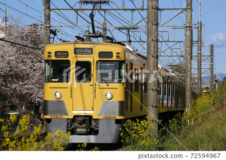 Seibu Shinjuku Line old 2000 series going along cherry blossom trees 72594967