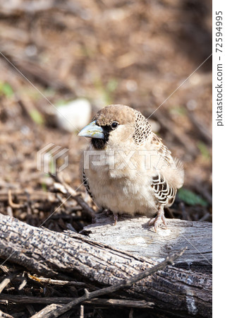 Sociable Weaver Bird at Kgalagadi 72594995