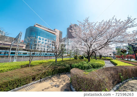 A row of cherry blossom trees at the west exit of Kawaguchi Station in Saitama Prefecture A row of cherry blossom trees at the west exit of Kawaguchi Station in Saitama Prefecture 72596263