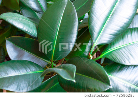 Ficus Robusta Elastica Rubber fig, Indian rubber houseplant green leaves abstract background Ficus Robusta Elastica Rubber fig, Indian rubber houseplant green leaves abstract background 72596283