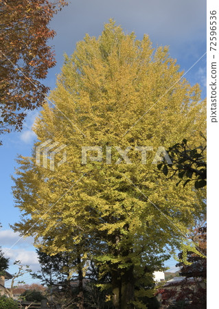 Yahiko's Great Ginkgo Yahiko's Great Ginkgo 72596536