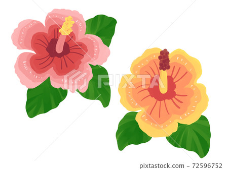 粉色和黃色芙蓉花 粉色和黃色芙蓉花 72596752