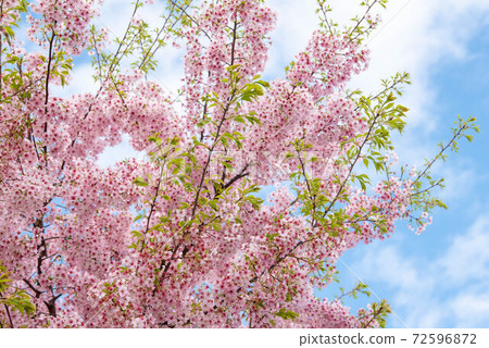 抬頭看著盛開的櫻花 72596872