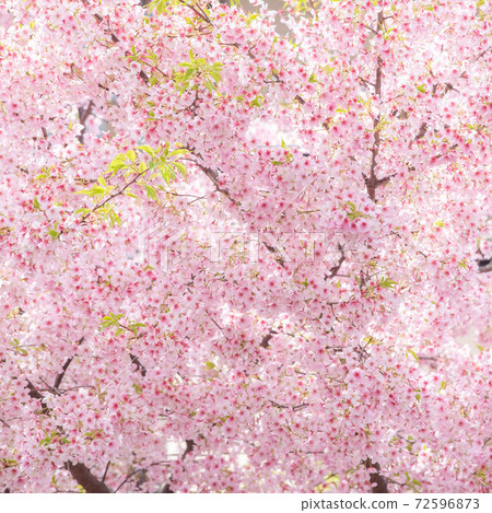 抬頭看著盛開的櫻花 72596873