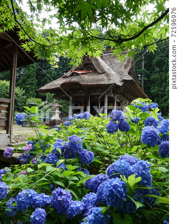 Sasano Kannondo Hydrangea Sasano Kannondo Hydrangea 72596976