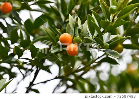 Kumquat Kumquat 72597488