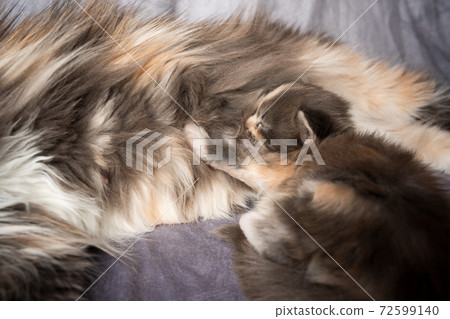 mother cat breatsfeeding maine coon kitten 72599140