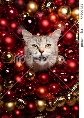 maine coon cat festive christmas portrait with red golden baubles and copy space 72599183