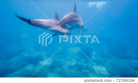 野生海豚水下照片 72599184