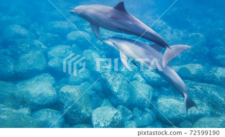 野生海豚水下照片 野生海豚水下照片 72599190