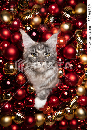 maine coon cat festive christmas portrait with red golden baubles and copy space 72599249