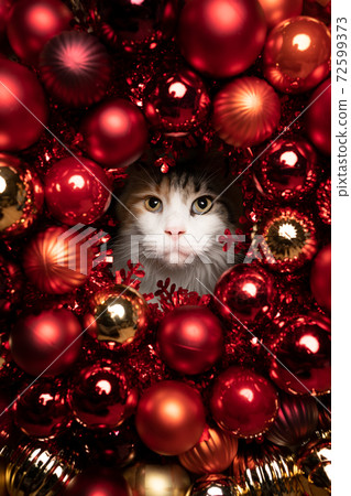 maine coon cat festive christmas portrait with red golden baubles and copy space maine coon cat festive christmas portrait with red golden baubles and copy space 72599373