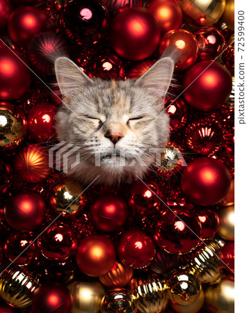 maine coon cat festive christmas portrait with red golden baubles and copy space maine coon cat festive christmas portrait with red golden baubles and copy space 72599400