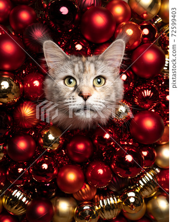 maine coon cat festive christmas portrait with red golden baubles and copy space 72599403