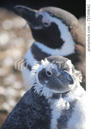 Magellan penguin Magellan penguin 72599642