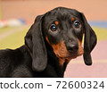 dachshund puppy portrait 72600324