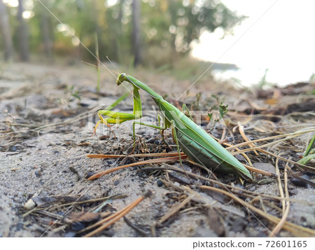 Macro of female european mantis or praying mantis, mantis religiosa, close up, selective focus 72601165