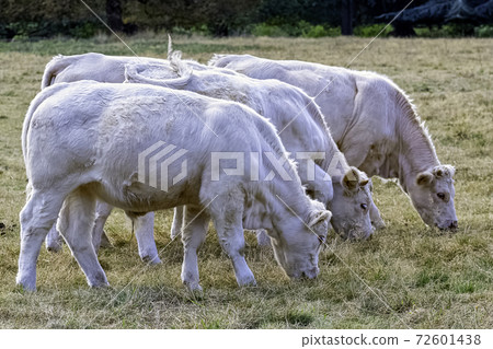 Charolais cattle - young bulls on British farm Charolais cattle - young bulls on British farm 72601438