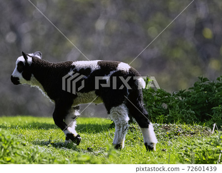 Baby domestic sheep (Ovis aries) Baby domestic sheep (Ovis aries) 72601439