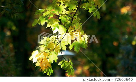 Branch with maple leaves. Branch with maple leaves. 72603640