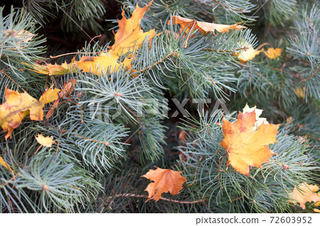 Yellow maple leaves on a pine tree. 72603952