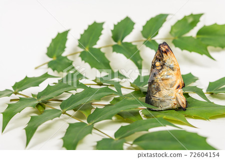 [Setsubun image holly and sardines] 72604154