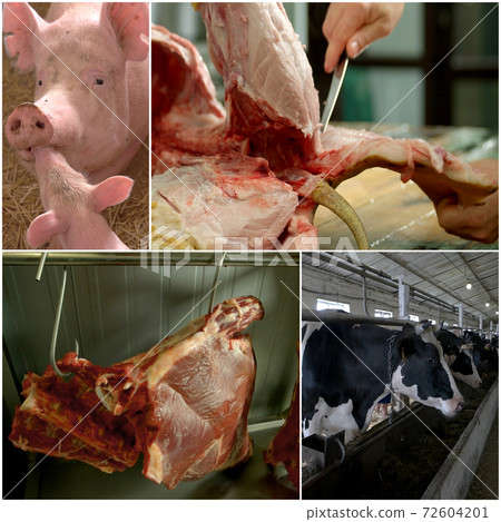 Raw meat and farm animal collage. 72604201