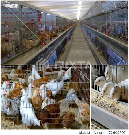 Collage of chickens at bio farm. 72604202