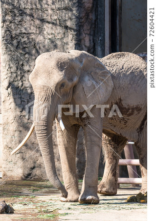 [巨大的多摩動物公園裡的非洲象] 72604421