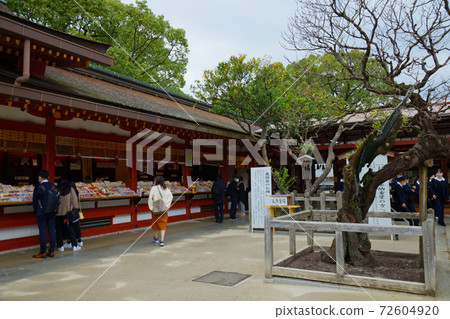 Tachibana, Dazaifu Tenmangu Shrine 72604920