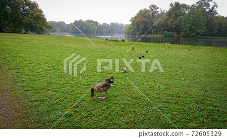 Wild ducks on the bank of the pond, which is covered with grass Wild ducks on the bank of the pond, which is covered with grass 72605329