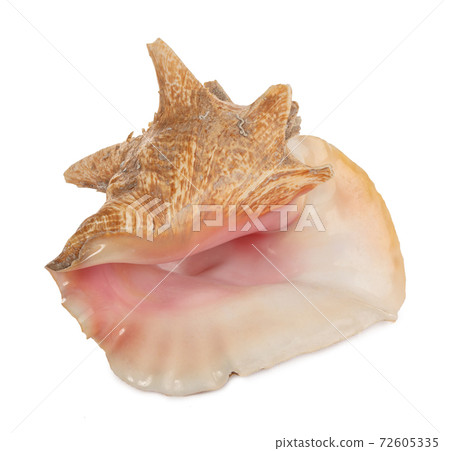 Large West Indies lambi shell 72605335