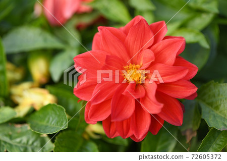 Orange dahlia flower on garden background 72605372