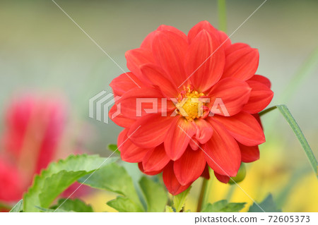 Orange dahlia flower on garden background 72605373