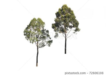 Group of green tree on isolated, an evergreen leaves plant di cut on white background with clipping path. 72606108