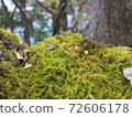 Okutama moss in winter 72606178