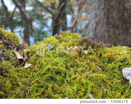 Okutama moss in winter Okutama moss in winter 72606178