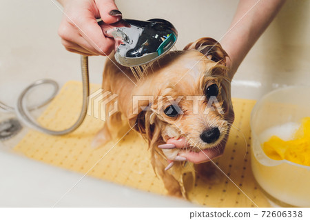 bathing the dog in the pomeranian dog hairdresser. bathing the dog in the pomeranian dog hairdresser. 72606338