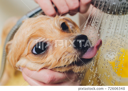 bathing the dog in the pomeranian dog hairdresser. 72606348