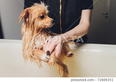 bathing the dog in the pomeranian dog hairdresser. bathing the dog in the pomeranian dog hairdresser. 72606351