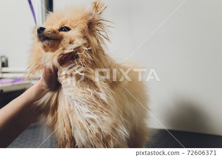 Hand doing grooming, haircut, combing wool of beautiful happy Pomeranian Spitz dog. Hand doing grooming, haircut, combing wool of beautiful happy Pomeranian Spitz dog. 72606371