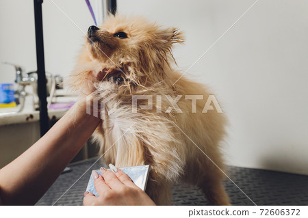 Hand doing grooming, haircut, combing wool of beautiful happy Pomeranian Spitz dog. Hand doing grooming, haircut, combing wool of beautiful happy Pomeranian Spitz dog. 72606372