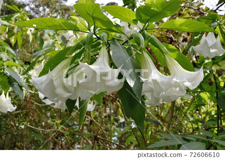 Dachura flowers 72606610