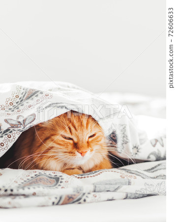 Cute ginger cat lying under blanket in bed. Fluffy pet comfortably settled to sleep. Cozy home background with copy space. 72606633