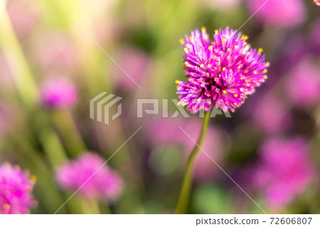 The background image of the colorful flowers The background image of the colorful flowers 72606807