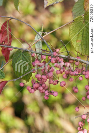 Mayumi fruit with pink fruit Mayumi fruit with pink fruit 72606859