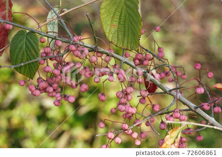 Mayumi水果和粉紅色水果 72606861