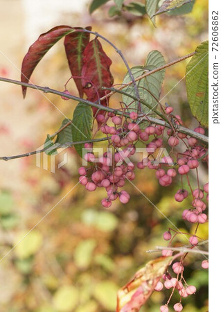 Mayumi fruit with pink fruit Mayumi fruit with pink fruit 72606862